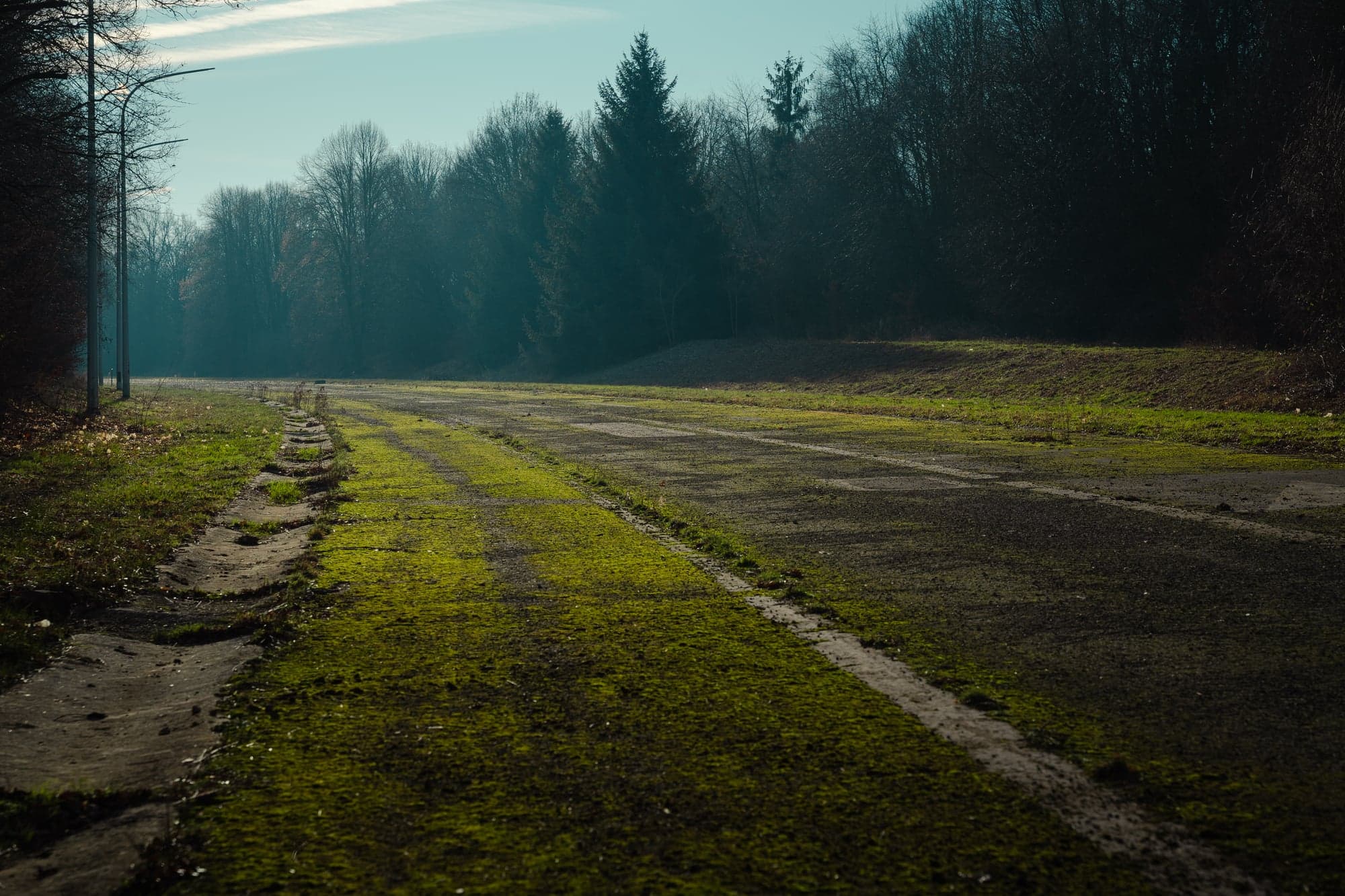 A moss-covered country lane in winter light